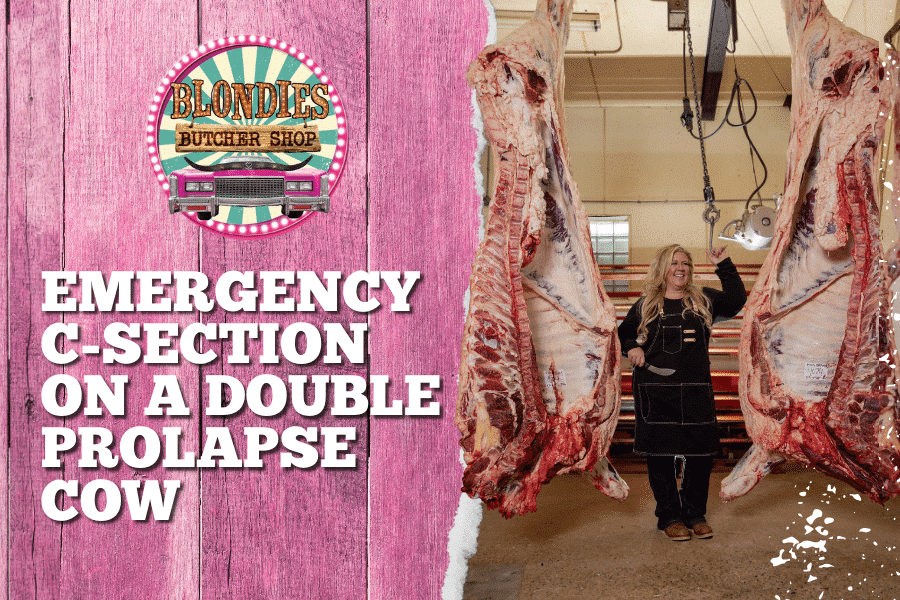 Emergency C-Section on a Double Prolapse Cow